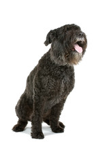 Black Bouvier des Flanders isolated on white