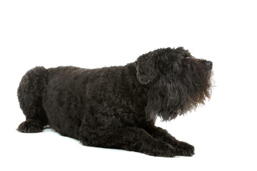 Black Bouvier des Flanders isolated on white