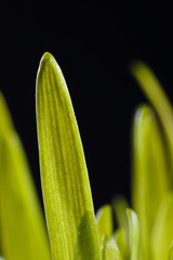 green blades of fresh grass.