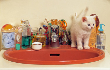 chaton blanc sur un lavabo dans la salle de bains