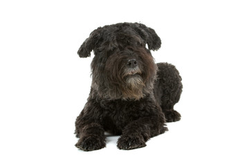 Black Bouvier des Flanders isolated on white