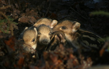 portée de marcassins
