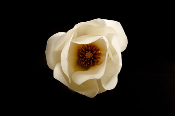 a white magnolia in the studio against a black background.