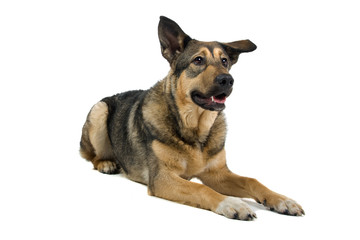 mixed breed dog isolated on a white background