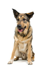 mixed breed dog isolated on a white background
