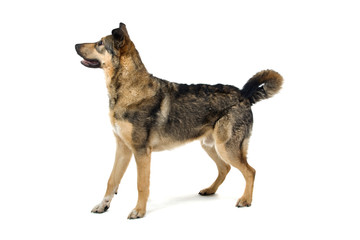 mixed breed dog isolated on a white background