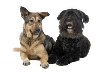 old Bouvier des Flandres dog and a mixed breed dog