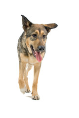 mixed breed dog isolated on a white background