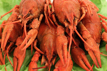Red cooked crayfishes on green leaves of salad