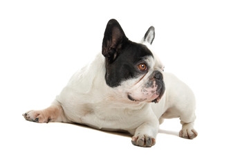 Fototapeta premium French Bulldog isolated on a white background