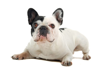 French Bulldog isolated on a white background