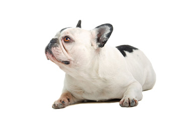 French Bulldog isolated on a white background