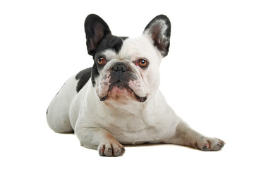 French Bulldog isolated on a white background