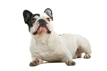 Fototapeta premium French Bulldog isolated on a white background