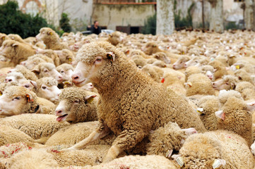 transhumance