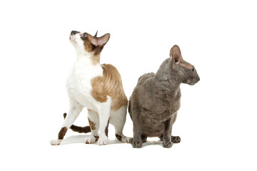 Obraz premium cornish rex cat isolated on white