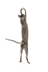 Fototapeta premium cornish rex cat isolated on white