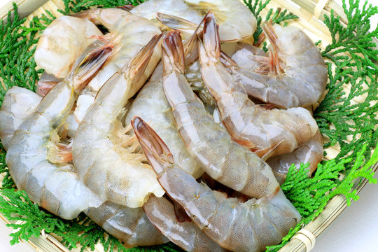 shrimp
