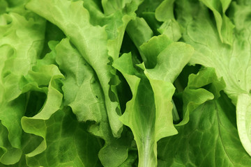 Abstract background from leaves of salad