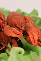 Red cooked crayfishes on green leaves of salad