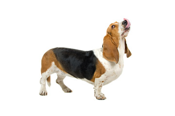 English basset dog (hound) isolated on white