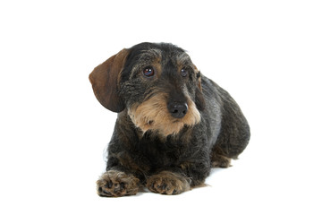 Wire-haired dachshund isolated on a white background