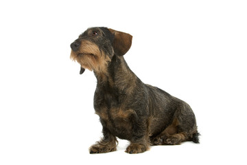 Wire-haired dachshund isolated on a white background