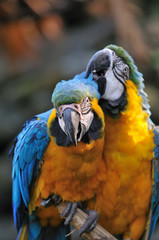 ルリコンゴウインコ