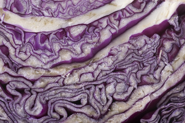 Obraz premium cabbage macro