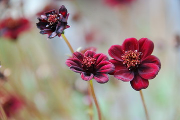 Schokoladenblume