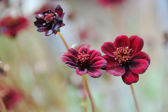 Schokoladenblume