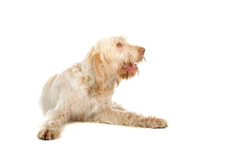 Spinone Italiano ,Italian pointer dog