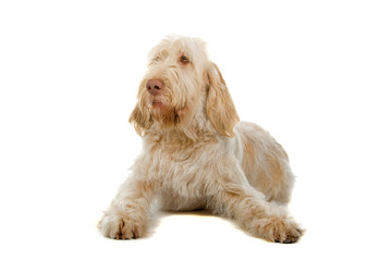 Spinone Italiano ,Italian pointer dog isolated on white