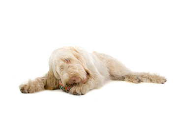 Spinone Italiano ,Italian pointer dog isolated on white