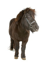 Obraz premium pony isolated on a white background