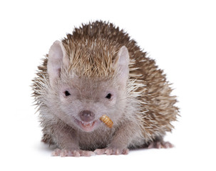 Lesser Hedgehog Tenrec in front of white background