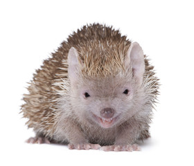 Lesser Hedgehog Tenrec in front of white background