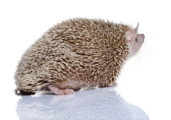 Lesser Hedgehog Tenrec in front of white background