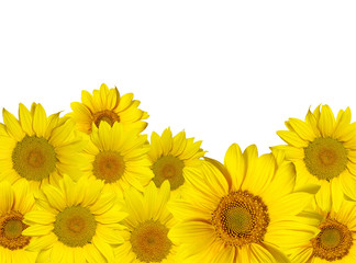 Fototapeta premium sunflowers