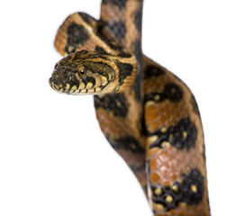 Close-up of Coluber snake, in front of white background