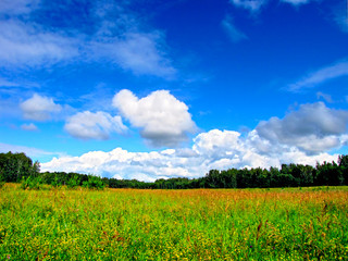 Obraz premium krajobraz z zielonymi polami i lasem