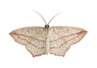 Blood-vein moths, Timandra comae, in front of white background