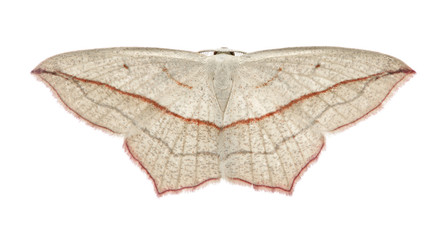 Blood-vein moth, Timandra comae, in front of white background