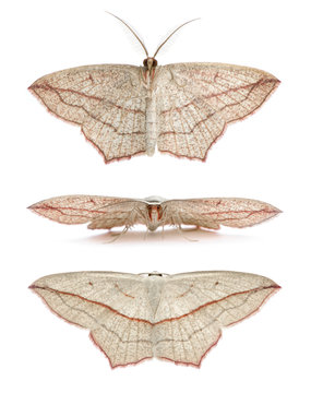 Blood-vein moths, Timandra comae, in front of white background