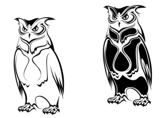 Isolated owl