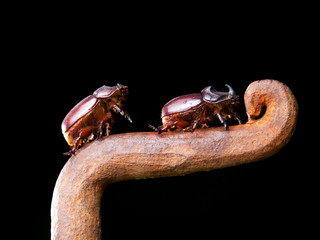 Horn beetles