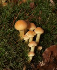 woodland fungi