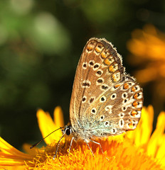 Common Blue Butterfly