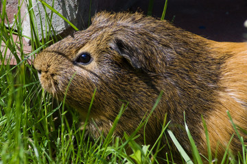 guinea pig