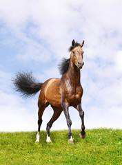 horse on grass
